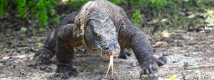 komodo dragon