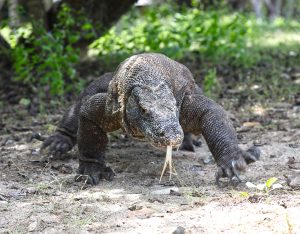 komodo dragon