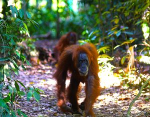 orangutan sumatra
