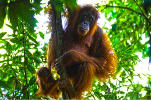 orangutan