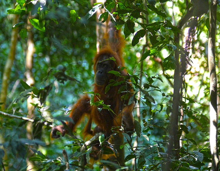 orangutan